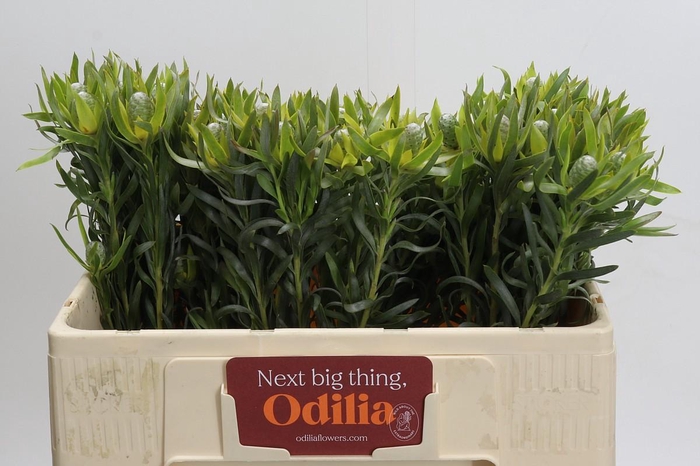 <h4>Leucadendron Pisa</h4>