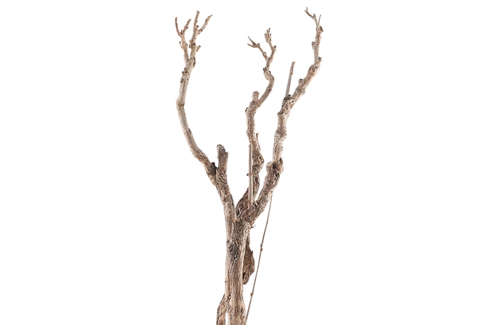 <h4>Syringa Branch Extra Mattiozzi</h4>
