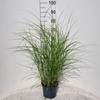 Miscanthus Red Chief