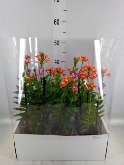 <h4>Epidendrum   ...</h4>