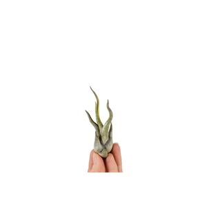 Tillandsia caput medusa Bonsai (baby)