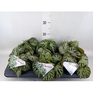 Begonia BD 'Silver Jewell'