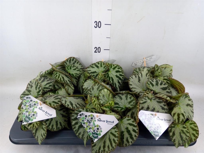 <h4>Begonia BD 'Silver Jewell'</h4>