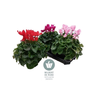 Cyclamen Mammoth Gemengd in tray x2