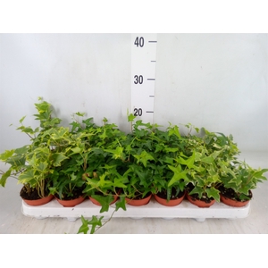 Hedera   ...mix