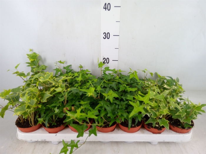 <h4>Hedera   ...mix</h4>