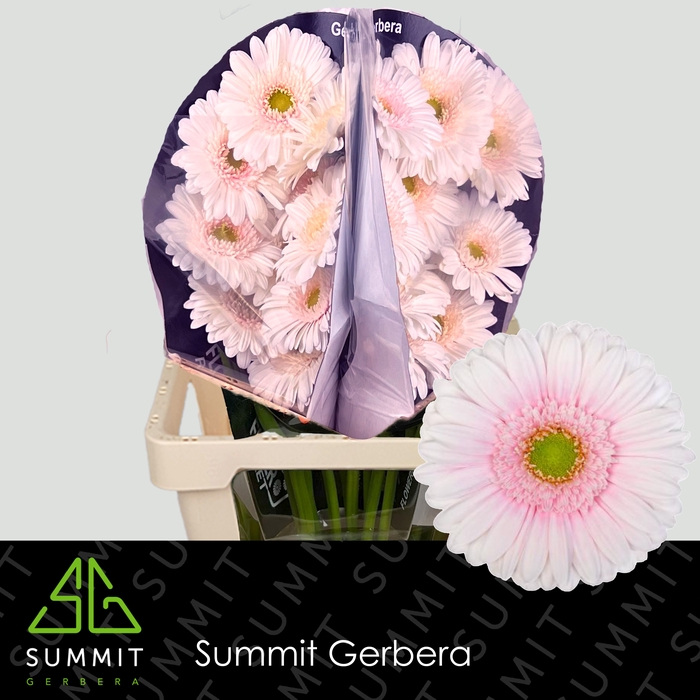 <h4>Gerbera Michelle Flowerracket</h4>