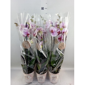Phalaenopsis   ...