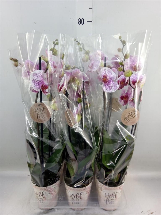 <h4>Phalaenopsis   ...</h4>