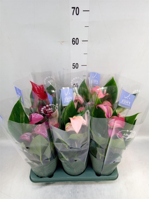 <h4>Anthurium   ...mix</h4>