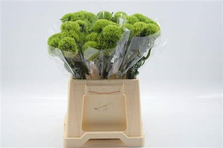 <h4>Di Barb Kiwi Mellow Extra</h4>