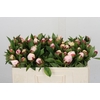 Paeonia Shirley Temple