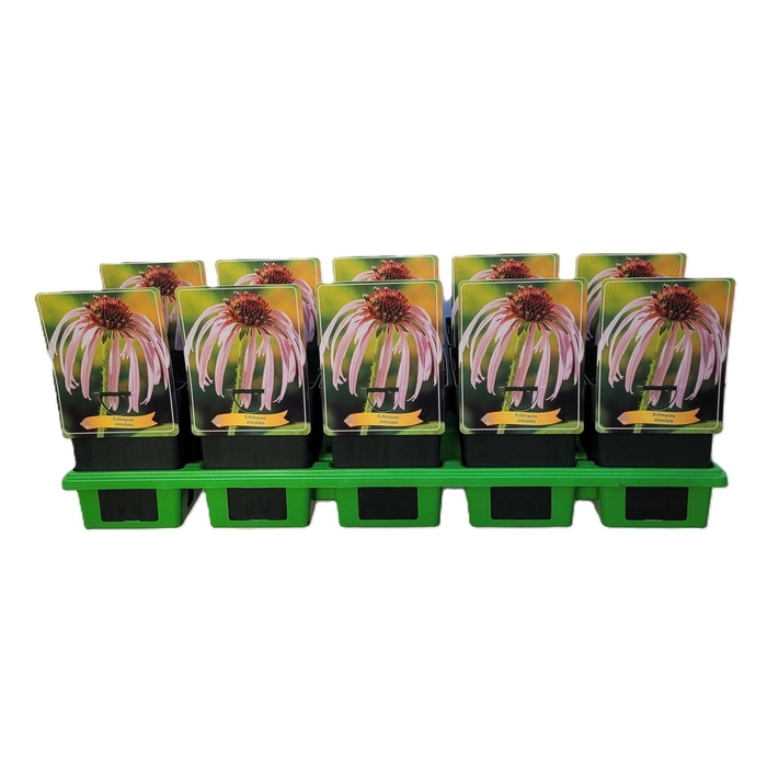 <h4>Echinacea purpurea</h4>