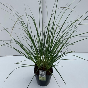 Graminées Cortaderia sell. 'Pumila'