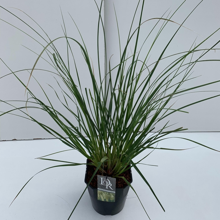 <h4>Graminées Cortaderia sell. 'Pumila'</h4>