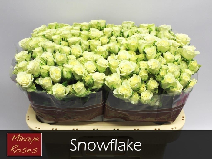 <h4>R TR SNOWFLAKE</h4>