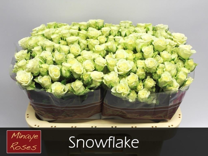 <h4>R TR SNOWFLAKE</h4>