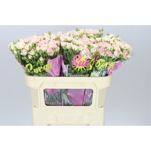 Rosa Tr Creamy Twister A2
