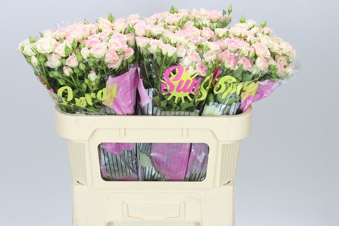 <h4>Rosa Tr Creamy Twister A2</h4>