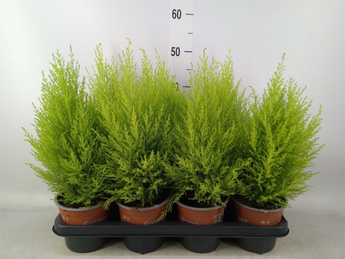 <h4>Cupressus macro. 'Goldcrest Wilma'</h4>