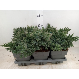 Juniperus squamata 'Blue Star'