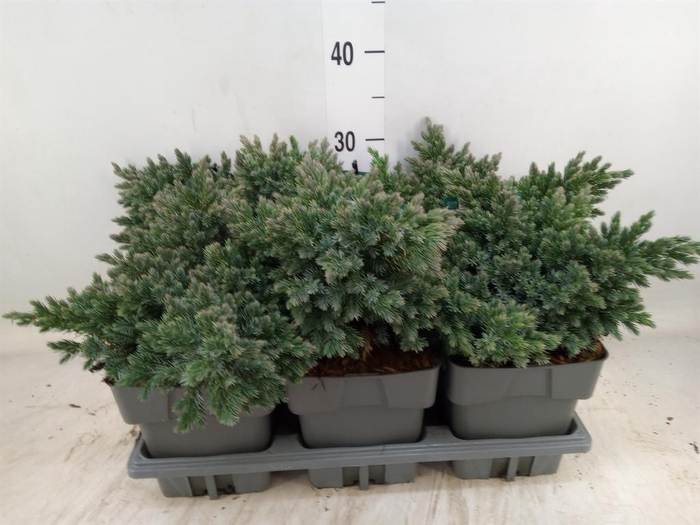 <h4>Juniperus squamata 'Blue Star'</h4>