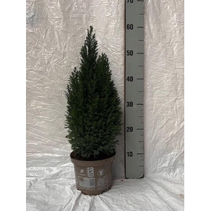 Chamaecyparis law. Ellwoodii 17Ø 60cm