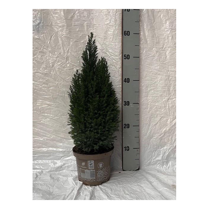 <h4>Chamaecyparis law. Ellwoodii 17Ø 60cm</h4>