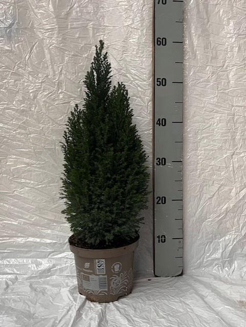 Chamaecyparis law. Ellwoodii 17Ø 60cm