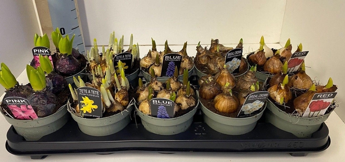 <h4>Bulbes à Fleurs mix sur p touch of spring</h4>