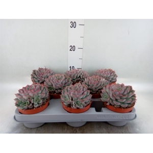 Echeveria  'Hercules'