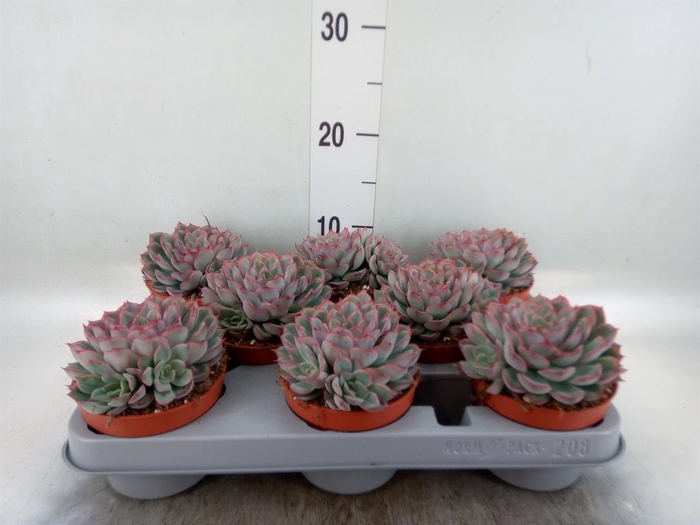 <h4>Echeveria  'Hercules'</h4>