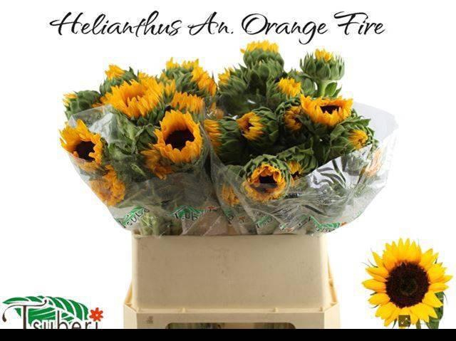 <h4>HELI ORANGE FIRE</h4>