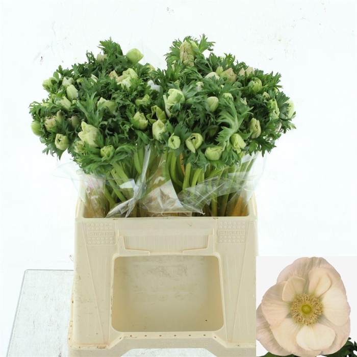 <h4>ANEM CO MAR WHITE</h4>