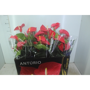 ANTHURIUM MICHIGAN P17 PREMIUM
