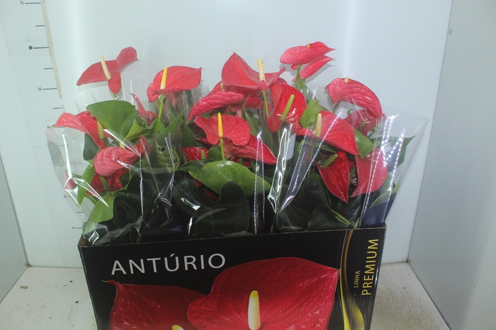 <h4>ANTHURIUM MICHIGAN P17 PREMIUM</h4>