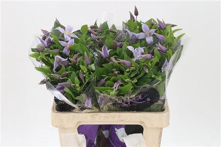 <h4>Clematis Star River Lilac</h4>