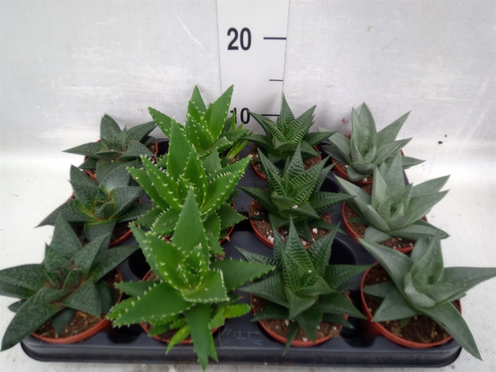 Haworthia   ...mix