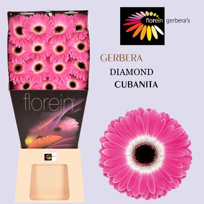 <h4>Gerbera Cubanita Diamond</h4>