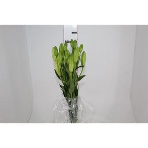 LIRIO MERCATO 080 CM HT 2/3 FLS