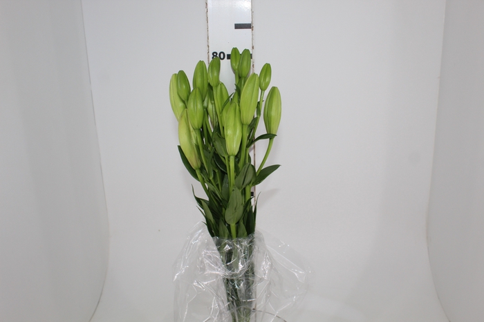<h4>LIRIO MERCATO 080 CM HT 2/3 FLS</h4>