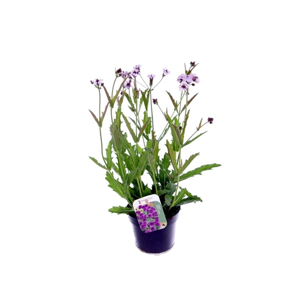 <h4>Verbena rigida Polaris Sky Blue</h4>