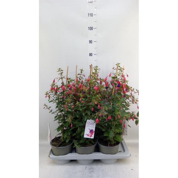 <h4>Fuchsia  'Bella Fuchsia Susanna'</h4>