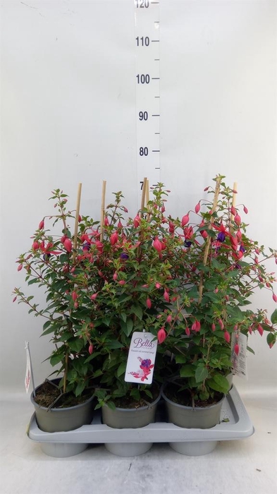 <h4>Fuchsia  'Bella Fuchsia Susanna'</h4>