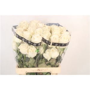 R Gr Ec Playa Blanca