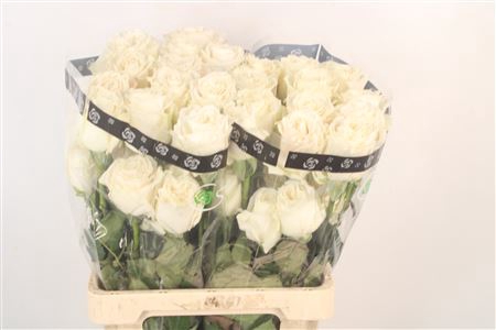 <h4>R Gr Ec Playa Blanca</h4>