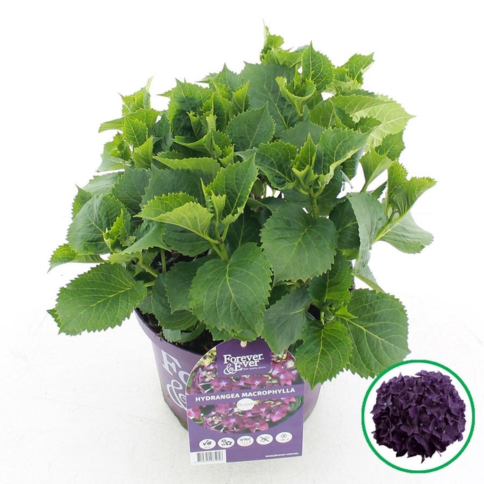 <h4>Hydrangea macr. Forever & Ever® Paars C5 (23cm.) Kn.</h4>