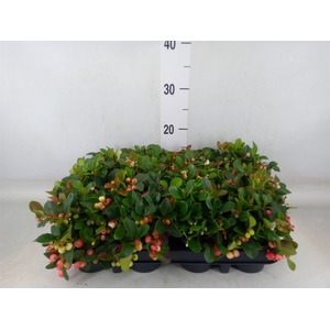Gaultheria proc.