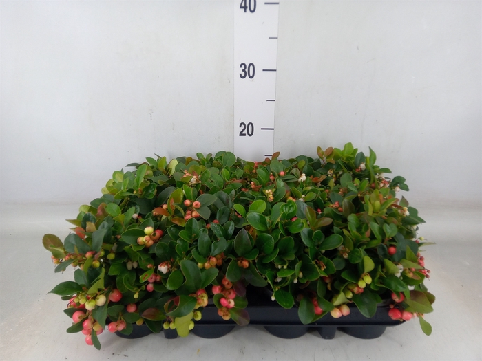 <h4>Gaultheria proc.</h4>