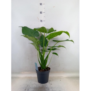 Alocasia cucullata